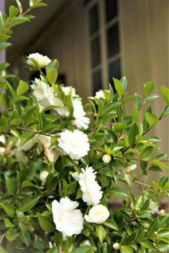 Apartamento Adelaide Hills 'camellia Cottage' - Wifi