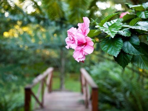 Bed & Breakfast Andelomi Forest Lodge
