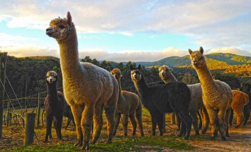 Agroturismo Valley Farm Vineyard Villas