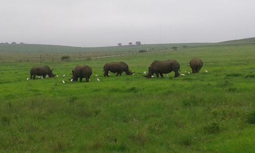 Lodge Three Cities Tala Private Game Reserve