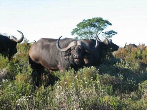 Lodge Botlierskop Private Game Reserve