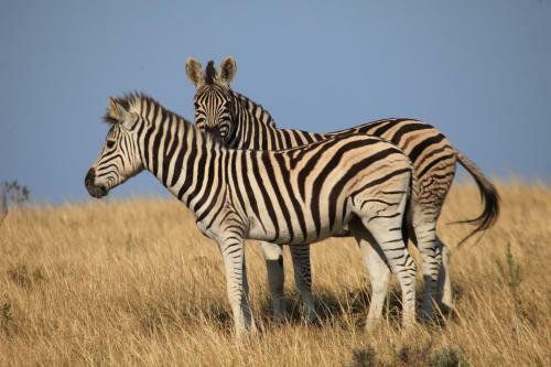 Lodge Botlierskop Private Game Reserve
