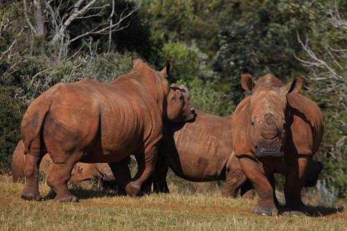Lodge Botlierskop Private Game Reserve