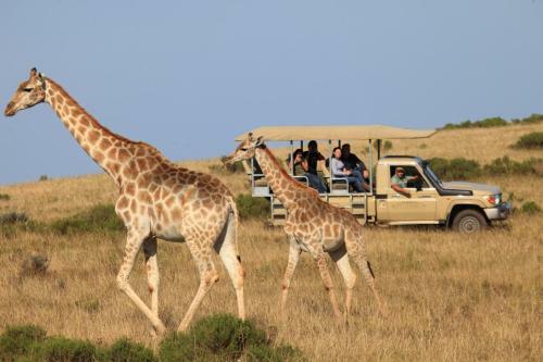 Lodge Botlierskop Private Game Reserve