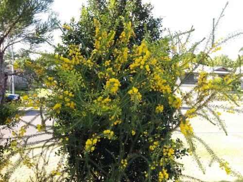 Waratah And Wattle Apartments
