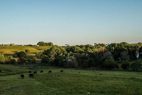 Byron Hinterland Farm - Minutes To Everything!