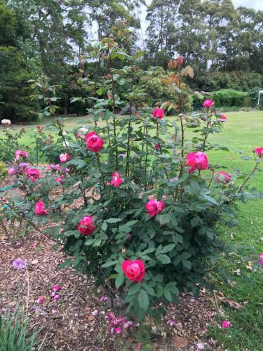 Byron Hinterland Farm - Minutes To Everything!