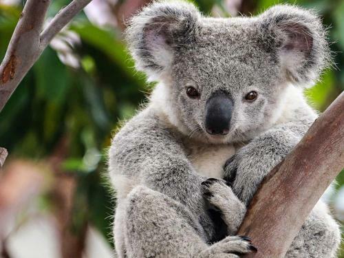 Sandcastles At Cowes
