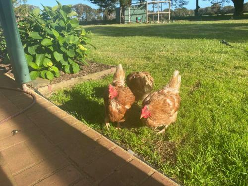 Byfrons Phillip Island Farmhouse