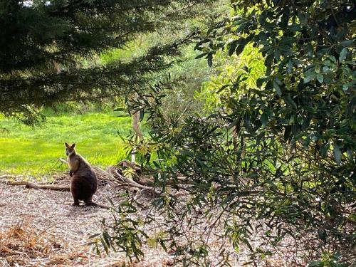 Byfrons Phillip Island Farmhouse