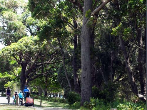 Grey Gums On Jervis 4pm Check Out Sundays Except Peak Season