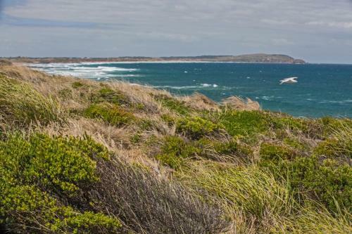 Coffs At Surf Beach Phillip Island