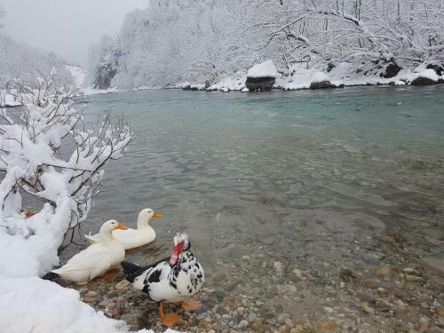 Winter House In Noah's Ark
