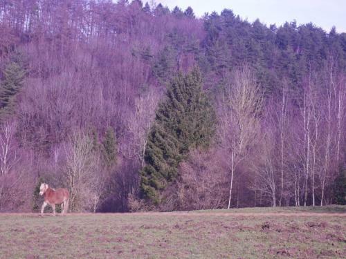 Alluring Holiday Home In Aywaille With Barbeque