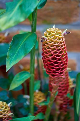 Chal� Ip� - Jatob�