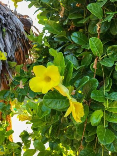 Hostal Pousada Aruna Kite