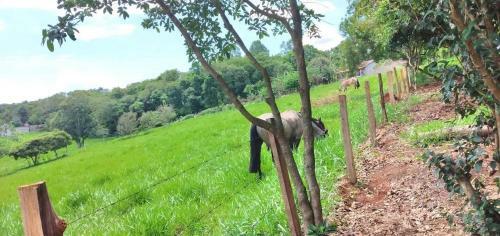 Ch�cara Morro Grande Boa Vista Do Silva
