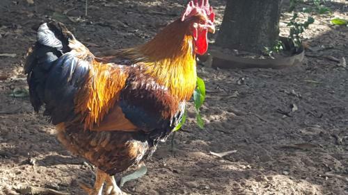 Bed & Breakfast Suites Na Ch�cara - Espa�o Amplo E Arejado Dentro Da Cidade