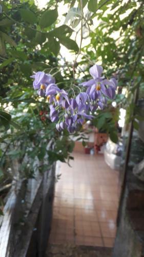 Espa�o Hol�stico Amor E Luz