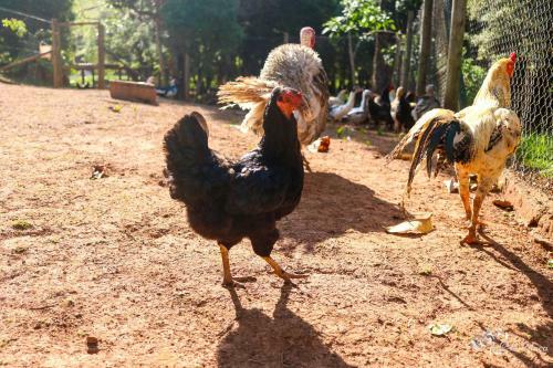 Agroturismo Pousada E Restaurante Vict�rios