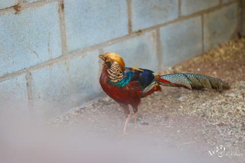 Agroturismo Pousada E Restaurante Vict�rios