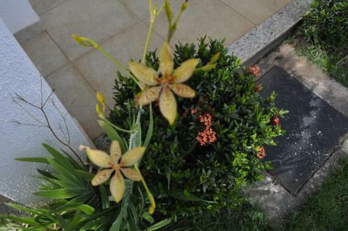 Apartamento Golden Dolphin Supreme - Achei F�rias