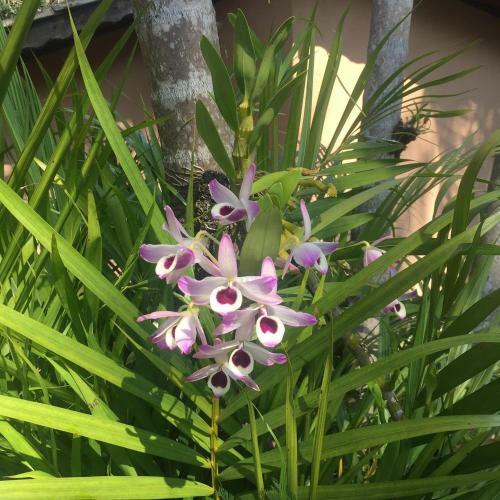 Hospedaria S�tio Dos Mendon�a