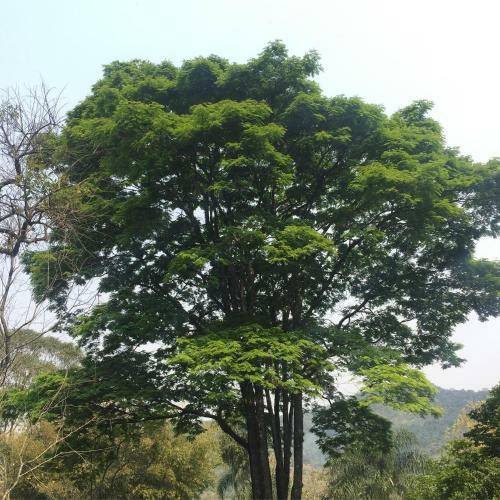 Hospedaria S�tio Dos Mendon�a