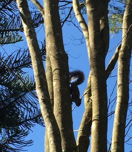 Hospedaria S�tio Dos Mendon�a