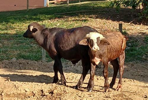 Hotel Fazenda Ararita
