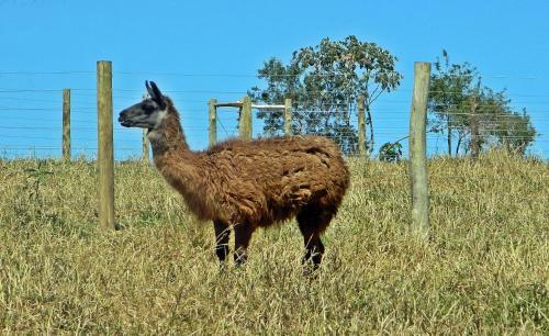 Hotel Fazenda Ararita