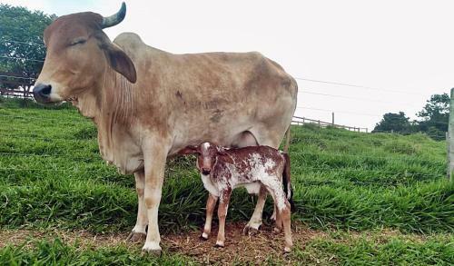 Hotel Fazenda Ararita