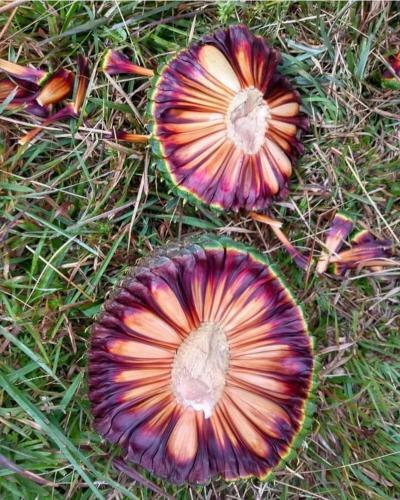 Hostal Pousada Bela Tereza