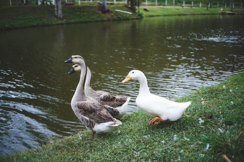 Hotel Eco Resort Bela Riba