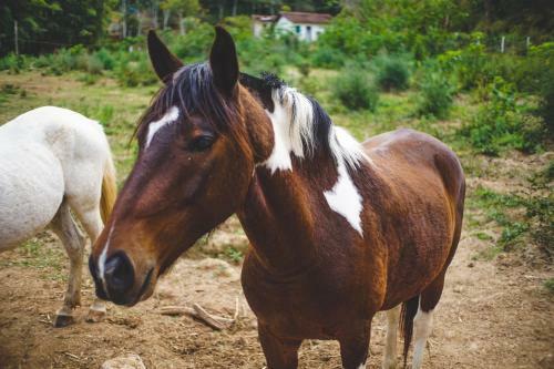 Hotel Eco Resort Bela Riba