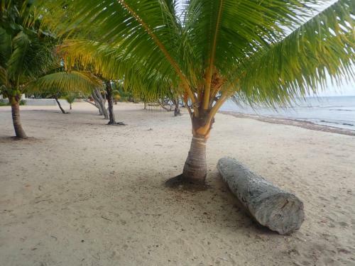 Mahogany At Bay's Edge