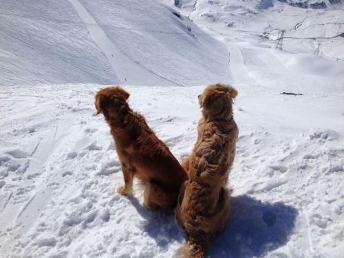 Apartamento Engadin Holidays Ch - Chasa 32 In Guarda