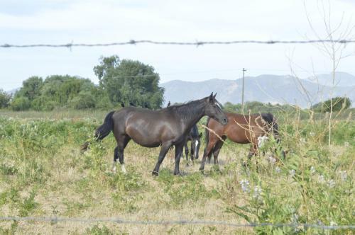 Apartamento Casas En Campo Con AA "caba�as La Emboscada"