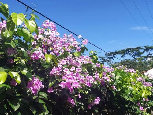 Hotel Confort House Acacias