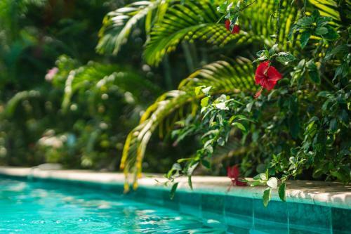 Hotel Cayena Beach Villa