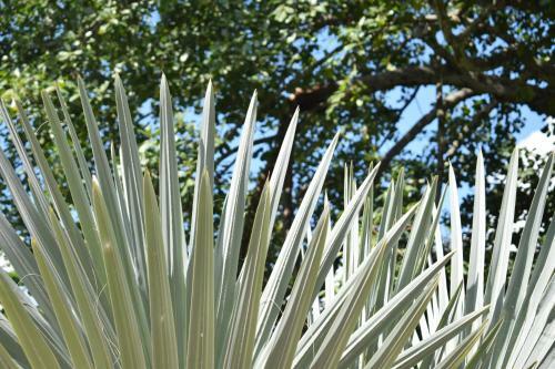 Hospedaje Los Pinos, Caba�a En Minca