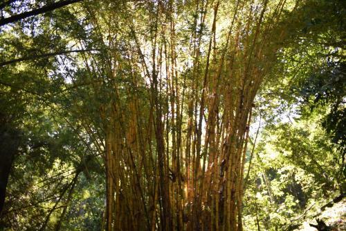 Hospedaje Los Pinos, Caba�a En Minca