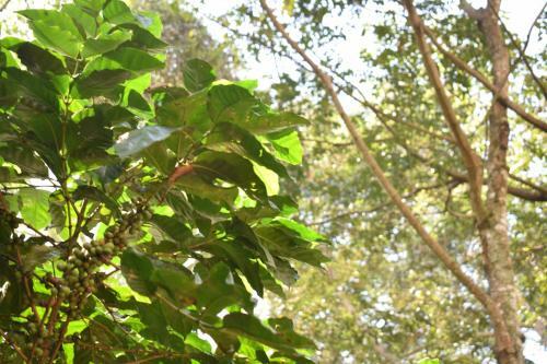 Hospedaje Los Pinos, Caba�a En Minca