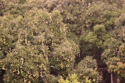 Hospedaje Los Pinos, Caba�a En Minca