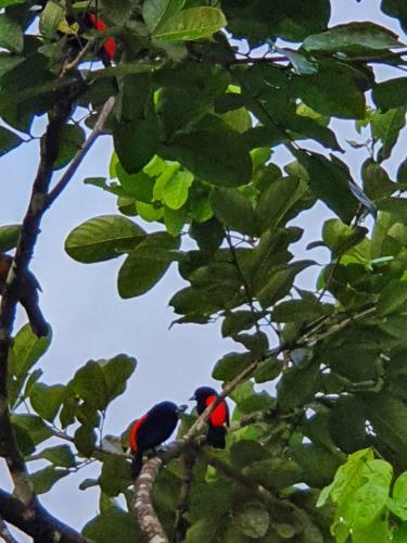 Hotel Corcovado & Drake Inn