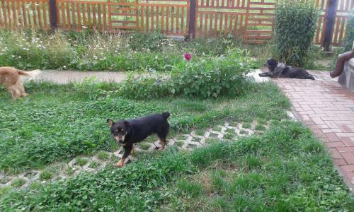 Hostal Pension Piatra Craiului