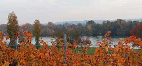 Hotel G�stehaus Rheinblick