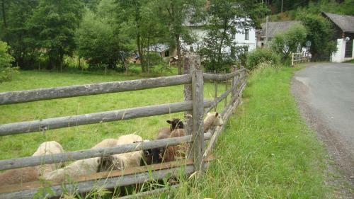 Hostal Petrovick� Ml�n