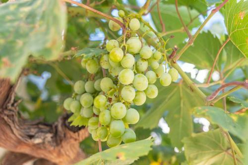 Agroturismo Renthas Cortijo Las Lomas, Comarca Caminito Del Rey