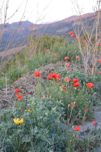 Bed & Breakfast Cal Campana